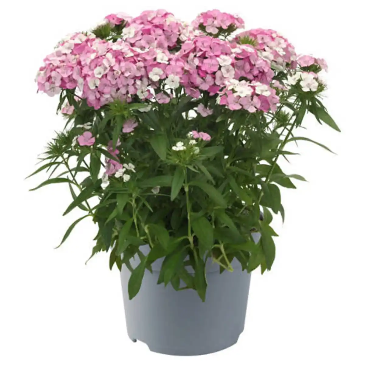 Bild 1 von GARDENLINE Stauden Dianthus Barbatus