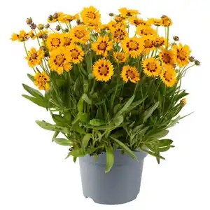 GARDENLINE Stauden Coreopsis Sunfire