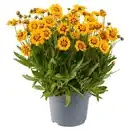 Bild 1 von GARDENLINE Stauden Coreopsis Sunfire
