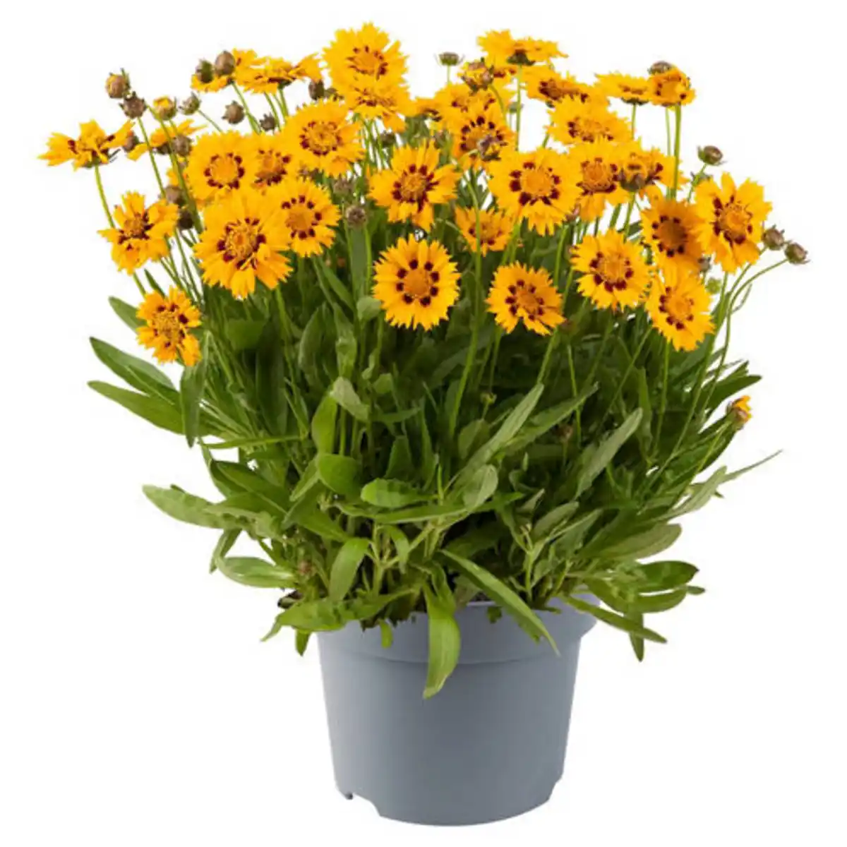 Bild 1 von GARDENLINE Stauden Coreopsis Sunfire