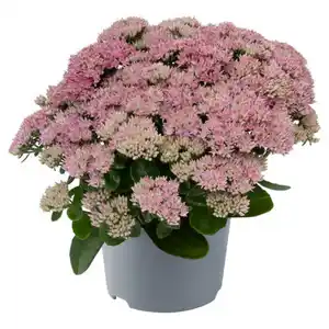 GARDENLINE Stauden Sedum Telephium