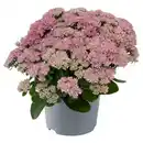 Bild 1 von GARDENLINE Stauden Sedum Telephium