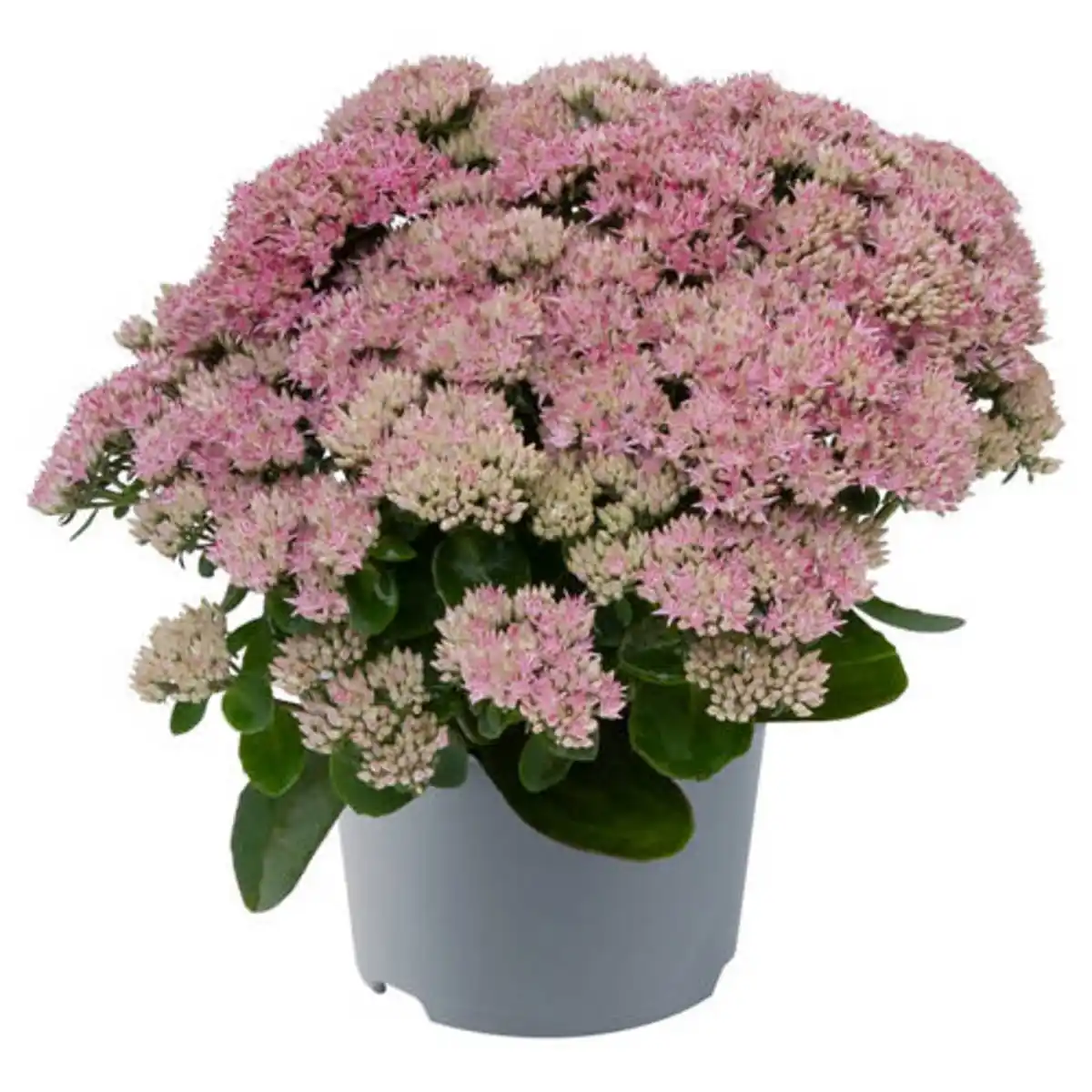 Bild 1 von GARDENLINE Stauden Sedum Telephium