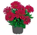 Bild 1 von Bornholmer Margerite*