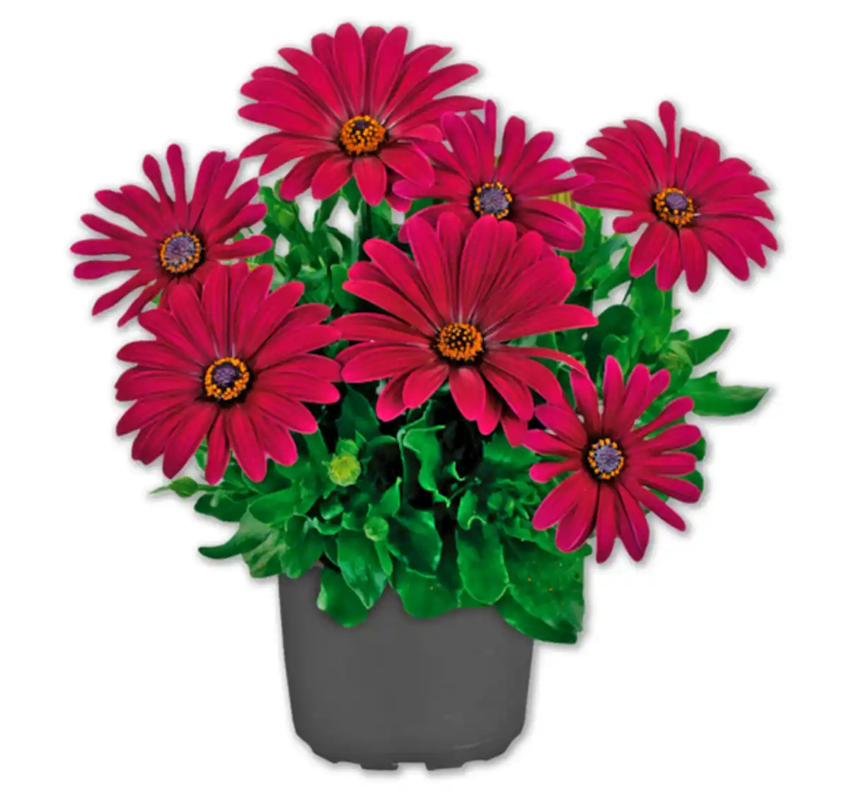 Bild 1 von Bornholmer Margerite*