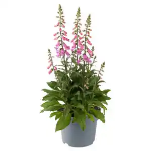 GARDENLINE Stauden Digitalis Pink Panther