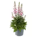 Bild 1 von GARDENLINE Stauden Digitalis Pink Panther