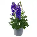 Bild 1 von GARDENLINE Stauden Delphinium