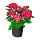 Bild 2 von GARDENLINE Hortensien-Busch