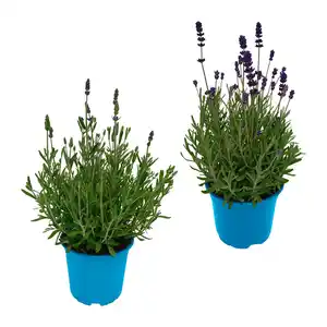 GARDENLINE Lavendel