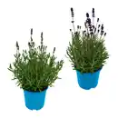 Bild 1 von GARDENLINE Lavendel