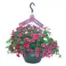 Bild 1 von XXL Blumenampel
