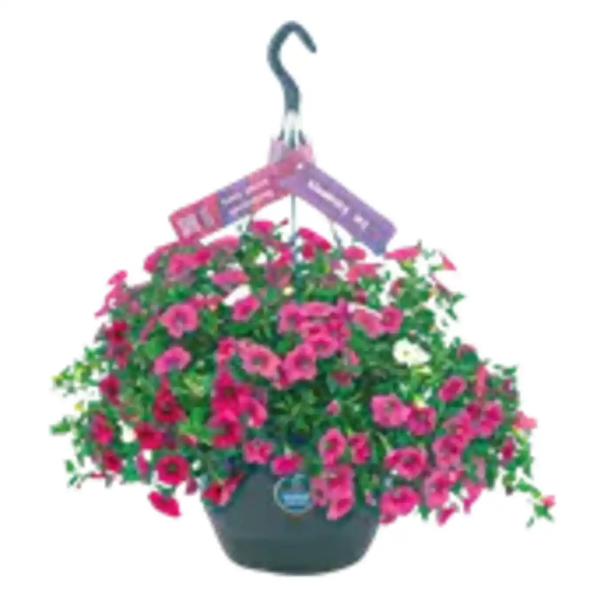 Bild 1 von XXL Blumenampel