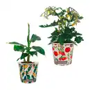 Bild 1 von GARDENLINE Obst im Becher