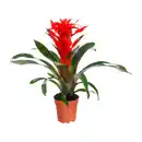 Bild 3 von GARDENLINE Guzmanie / Vriesea / Ananas Mi Amigo