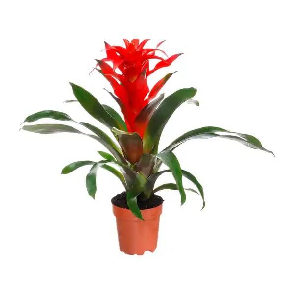 Bild 3 von GARDENLINE Guzmanie / Vriesea / Ananas Mi Amigo