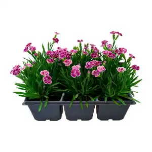 GARDENLINE Nelke „Pink Kisses“
