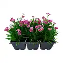 Bild 1 von GARDENLINE Nelke „Pink Kisses“