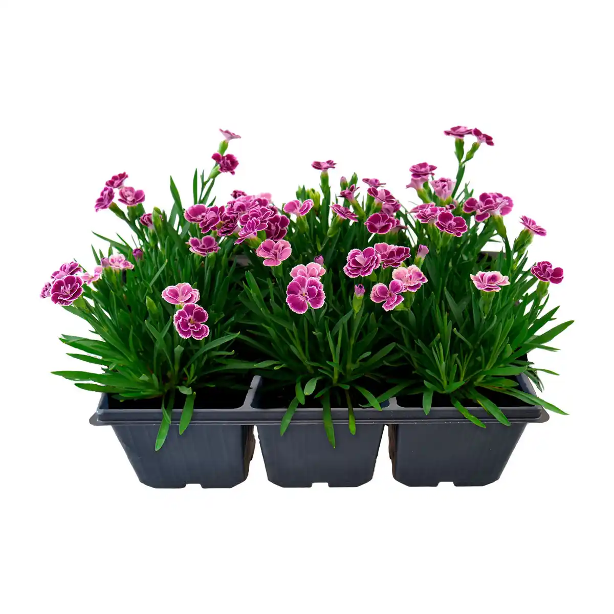 Bild 1 von GARDENLINE Nelke „Pink Kisses“