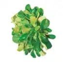Bild 1 von GO Regio Feldsalat