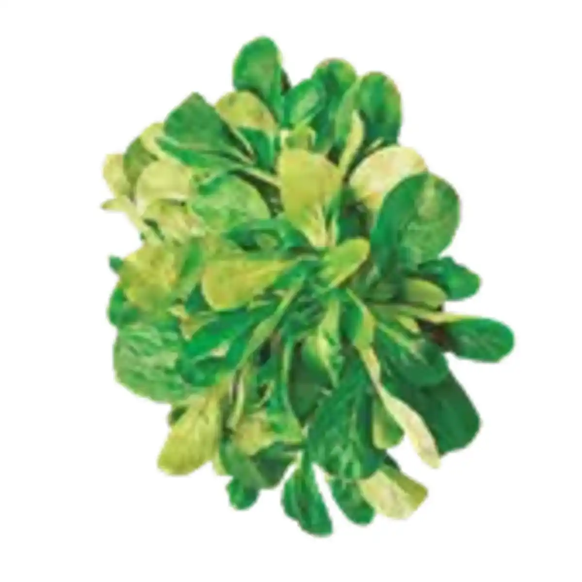 Bild 1 von GO Regio Feldsalat