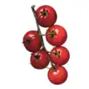 Bild 1 von GO Regio Cherryrispentomaten