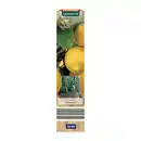 Bild 2 von GARDENLINE Mediterrane Pflanze