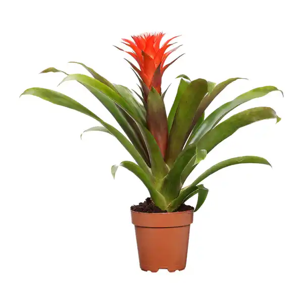 Bild 2 von GARDENLINE Guzmanie / Vriesea / Ananas Mi Amigo