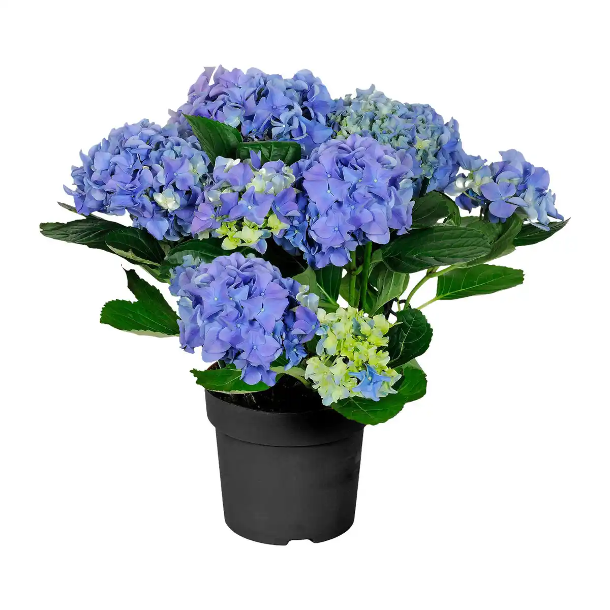 Bild 4 von GARDENLINE Hortensien-Busch