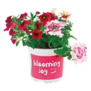 Beetpflanze „Happy Mix“