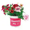 Bild 1 von Beetpflanze „Happy Mix“