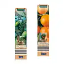 Bild 1 von GARDENLINE Mediterrane Pflanze