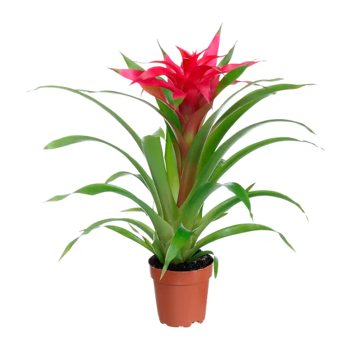 Bild 4 von GARDENLINE Guzmanie / Vriesea / Ananas Mi Amigo