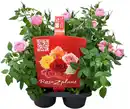 Bild 1 von Freilandrosen Mix Rosa Hybriden mehrfarbig 4er Pack Multitopf