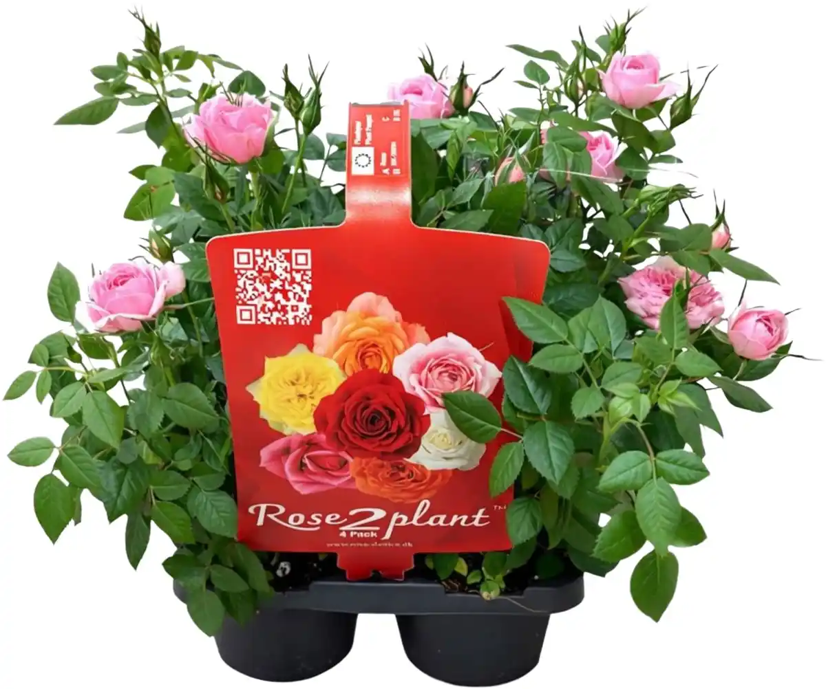 Bild 1 von Freilandrosen Mix Rosa Hybriden mehrfarbig 4er Pack Multitopf