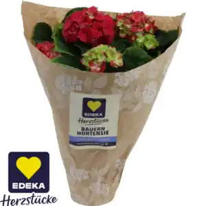 Hortensie