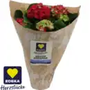 Bild 1 von Hortensie
