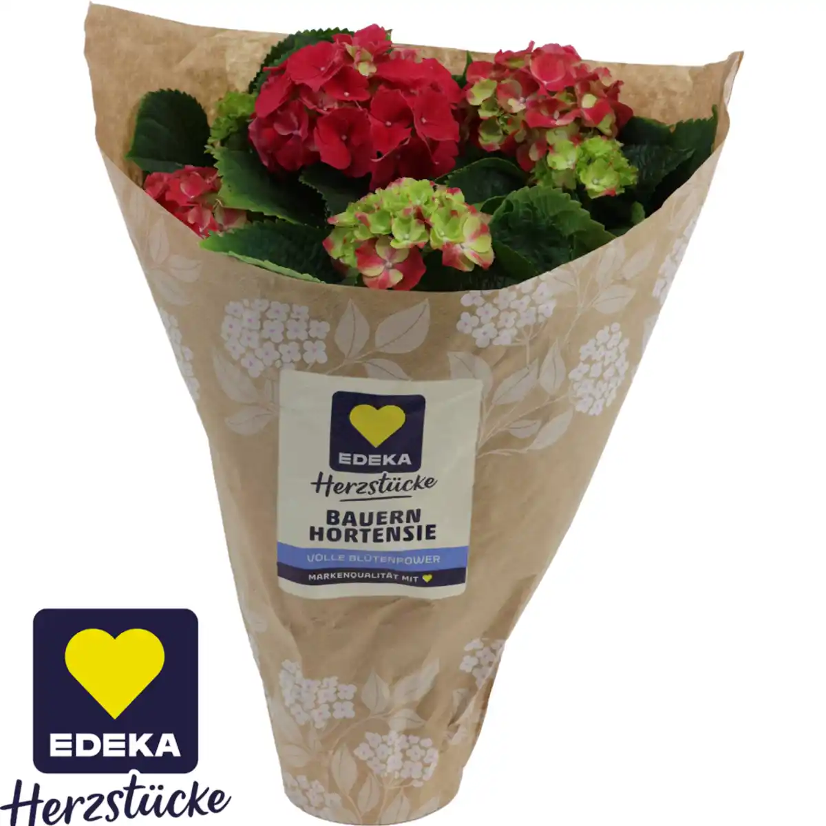 Bild 1 von Hortensie