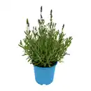 Bild 2 von GARDENLINE Lavendel