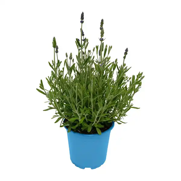 Bild 2 von GARDENLINE Lavendel