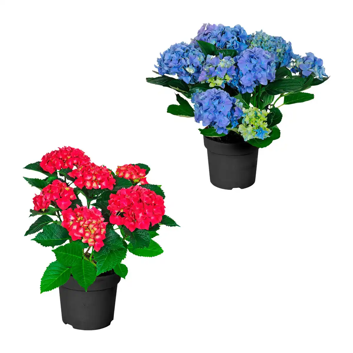 Bild 1 von GARDENLINE Hortensien-Busch