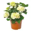 Bild 1 von Gartenhortensie