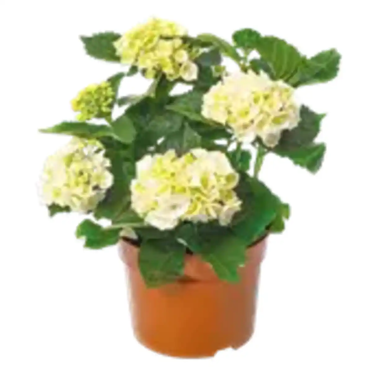 Bild 1 von Gartenhortensie