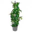 Bild 1 von GARDENLINE Passionsblume Blau