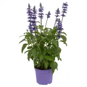 GARDENLINE Mehlsalbei Sallyfun Deep Ocean