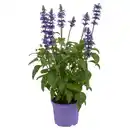 Bild 1 von GARDENLINE Mehlsalbei Sallyfun Deep Ocean