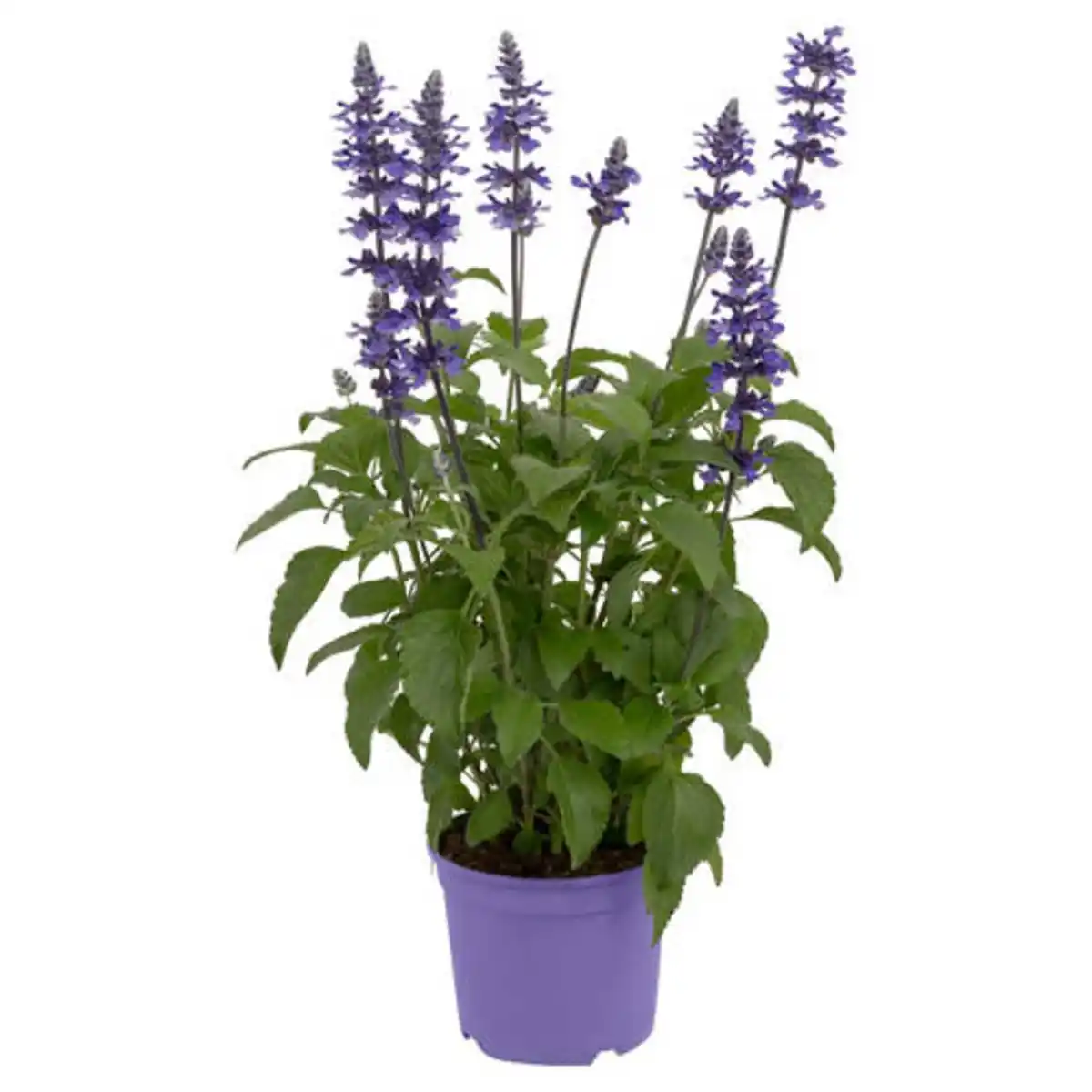 Bild 1 von GARDENLINE Mehlsalbei Sallyfun Deep Ocean