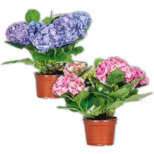 Hortensie