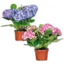 Bild 1 von Hortensie