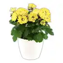 Bild 1 von Topfchrysantheme